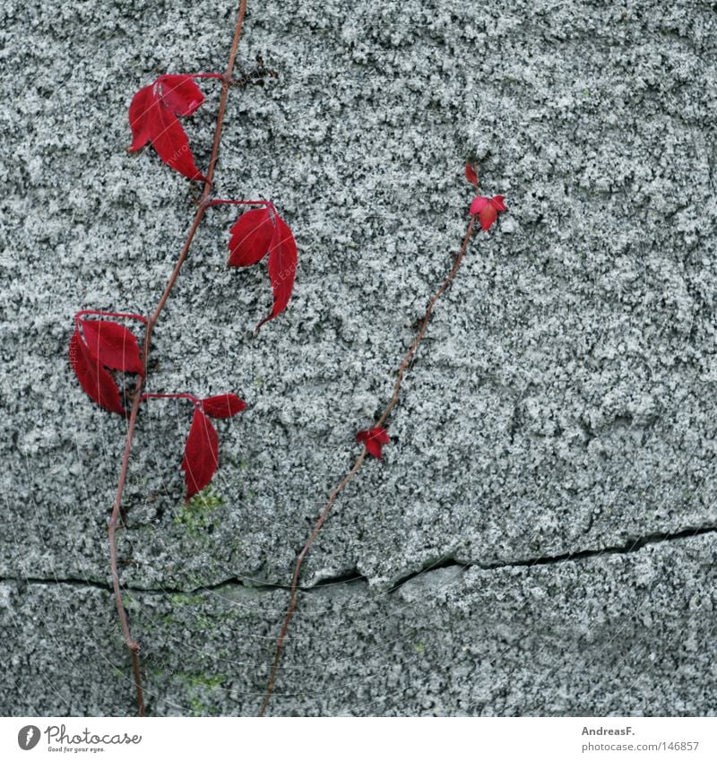 Wein wild Wilder Wein rot Pflanze Klettern Ranke Kletterpflanzen Weinblatt Wand Mauer Beton Putz Fassade Riss porös Ruine Dornröschen erobern Gegenteil