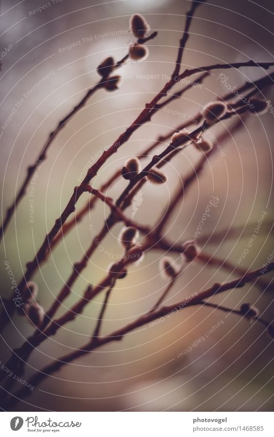 Weidentraum Natur Pflanze Sträucher Weidenkätzchen ästhetisch authentisch weich braun friedlich ruhig Farbfoto Außenaufnahme Nahaufnahme Menschenleer Tag