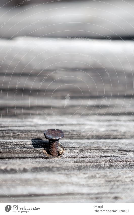 Nutzlos, aber das mit Stil! Handwerk Nagel Holzbrett Metall alt dunkel einfach klein Einsamkeit Rost Nagelkopf lockern nutzlos verwittert Patina gelockert