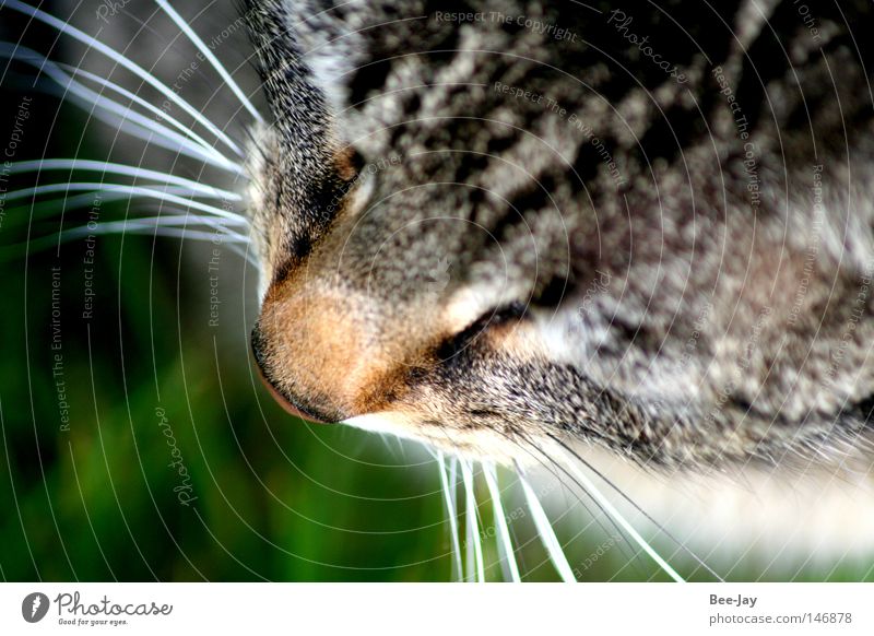 Schnurrtiger Katze Schnurrhaar Schnurren Fell Landraubtier grau schwarz frei grün Tier Hauskatze Geruch Katzenbaby Säugetier Katzenhaare Nase Tigerfellmuster