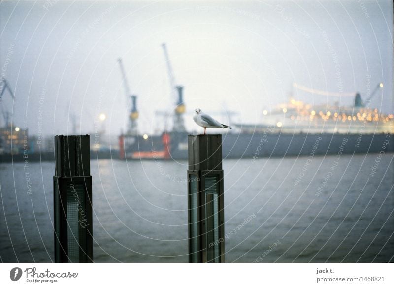 Hafen Wasser Nebel Hafenstadt Vogel ruhig Möwe Farbfoto Außenaufnahme Morgen Blick