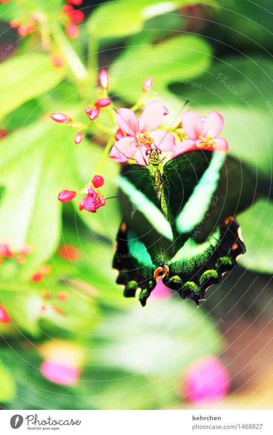 grün auf grün Natur Pflanze Tier Frühling Sommer Blume Blatt Blüte Garten Park Wiese Wildtier Schmetterling Tiergesicht Flügel Facettenauge 1 beobachten Blühend