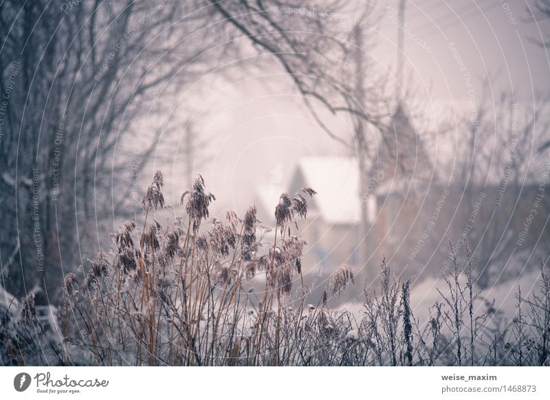 Schnee und Winter. Belarus-Dorf, Landschaft im Winter Ferien & Urlaub & Reisen Tourismus Haus Natur Pflanze Nebel Baum Gras Sträucher Garten Wiese Feld Wald