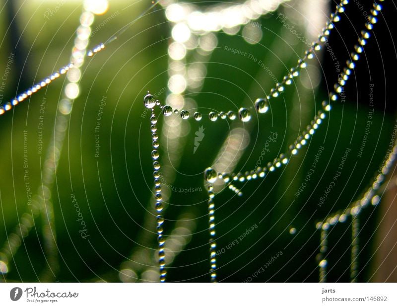 Abendkleid Wassertropfen Tau Herbst Indian Summer Spinnennetz Sonne Kette Schmuck Perlenkette schön Netz jarts