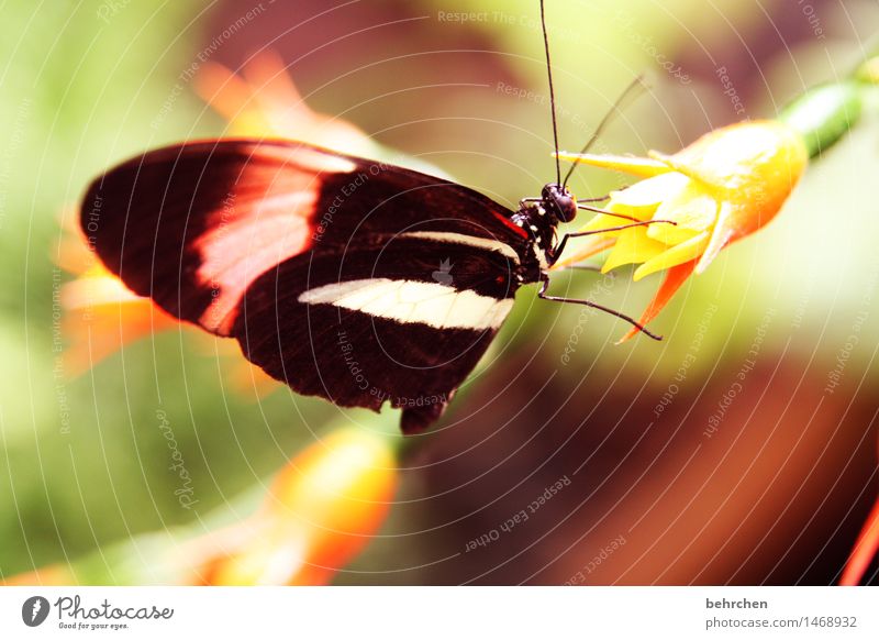 schlürf Natur Pflanze Tier Frühling Sommer Blume Blüte Garten Park Wiese Wildtier Schmetterling Tiergesicht Flügel 1 beobachten Blühend Duft fliegen Fressen