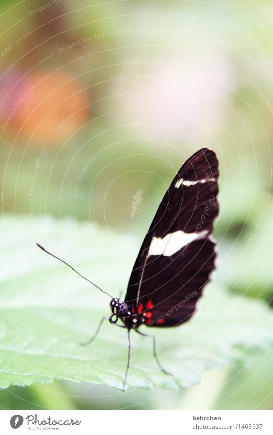 einzigartig Natur Pflanze Tier Baum Sträucher Blatt Garten Park Wiese Wildtier Schmetterling Tiergesicht Flügel 1 beobachten fliegen Fressen außergewöhnlich