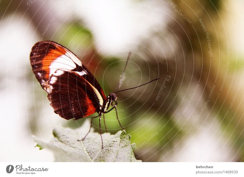 abwarten Natur Pflanze Tier Frühling Sommer Schönes Wetter Baum Sträucher Blatt Garten Park Wiese Wildtier Schmetterling Flügel 1 beobachten Erholung fliegen