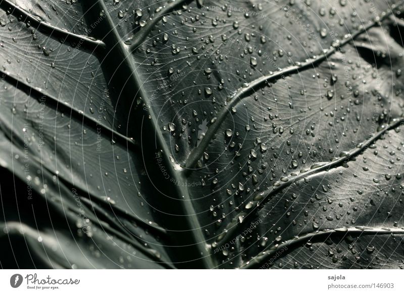 tropfendes blatt Pflanze Wasser Wassertropfen Blatt Tropfen authentisch grün künstlich dunkelgrün Blattadern Gefäße Botanischer Garten Maserung Farbfoto