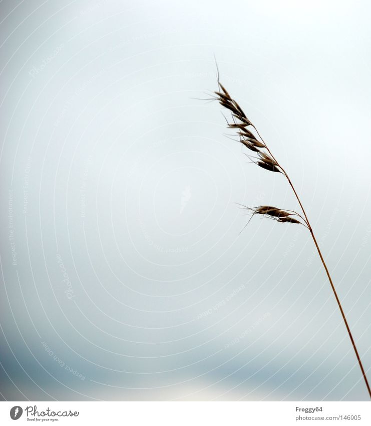 Einsam Gras Wiese Bergwiese Erholung Pause wandern laufen Lebensraum Wolken Ähren Samen Beeren Stengel Blüte Sturm Wind wiegen Flüstern Verkehr Himmel