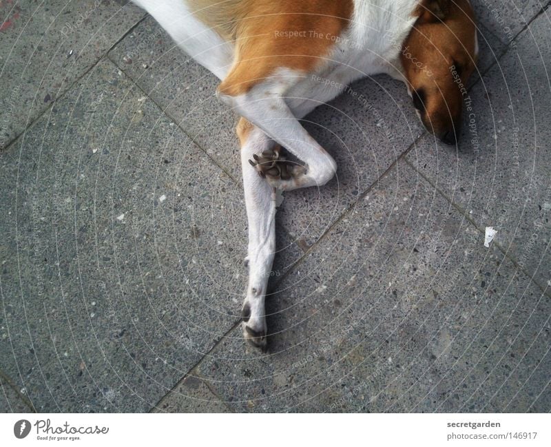 ballerina dog Hund Pfote weiß Tier Bürgersteig Stadt Haustier groß Zufall Wunsch betteln Erholung unten gehorsam Säugetier Platz grau trist Trauer Einsamkeit