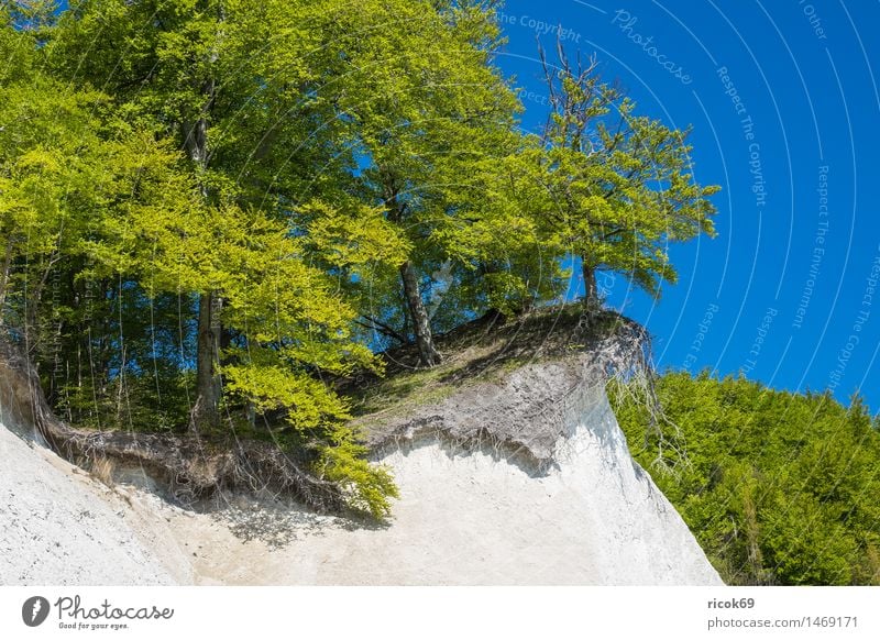 Ostseeküste auf der Insel Rügen Erholung Ferien & Urlaub & Reisen Natur Landschaft Wolkenloser Himmel Schönes Wetter Baum Felsen Küste Sehenswürdigkeit blau