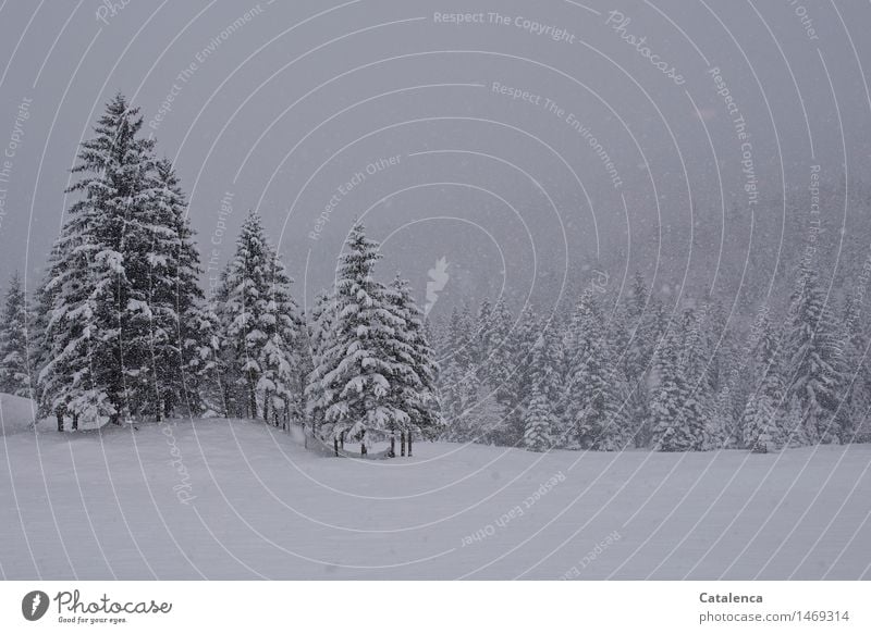 Schneefall Winter Winterurlaub Berge u. Gebirge wandern Schneeschuhe Skilanglauf Loipe Umwelt Natur Landschaft Pflanze Urelemente Wolken Klimawandel