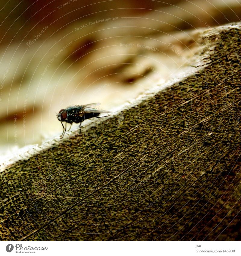 Fly Holz Herbst Jahreszeiten Muster Oktober Baum Baumstamm Insekt Tier krabbeln klein Makroaufnahme Nahaufnahme fly flying Fliege fliegen marserung Flügel