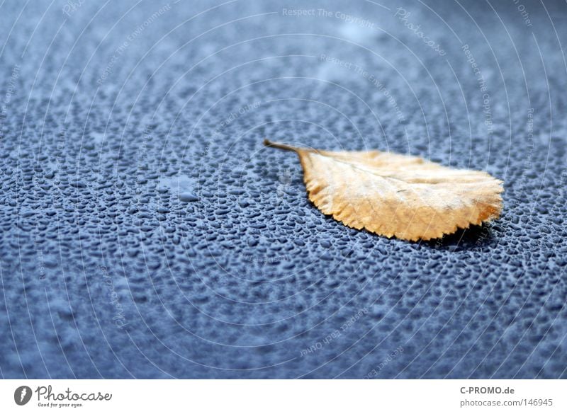 Ruhe ruhig blau braun Wassertropfen Blatt Herbst liegen Vergänglichkeit