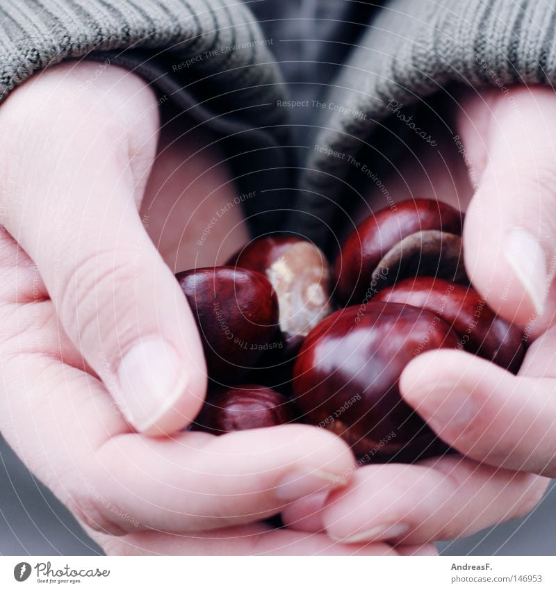 Kastanien sammeln II Kastanienbaum Sammlung Basteln Hand festhalten Herbst Oktober Dekoration & Verzierung kastanien sammeln herbstlich