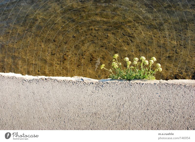 Mauerblümchen Blume Pflanze Am Rand Blüte Beton Wasser Sträucher Sommer Kraft gelbe Blüte Spalte