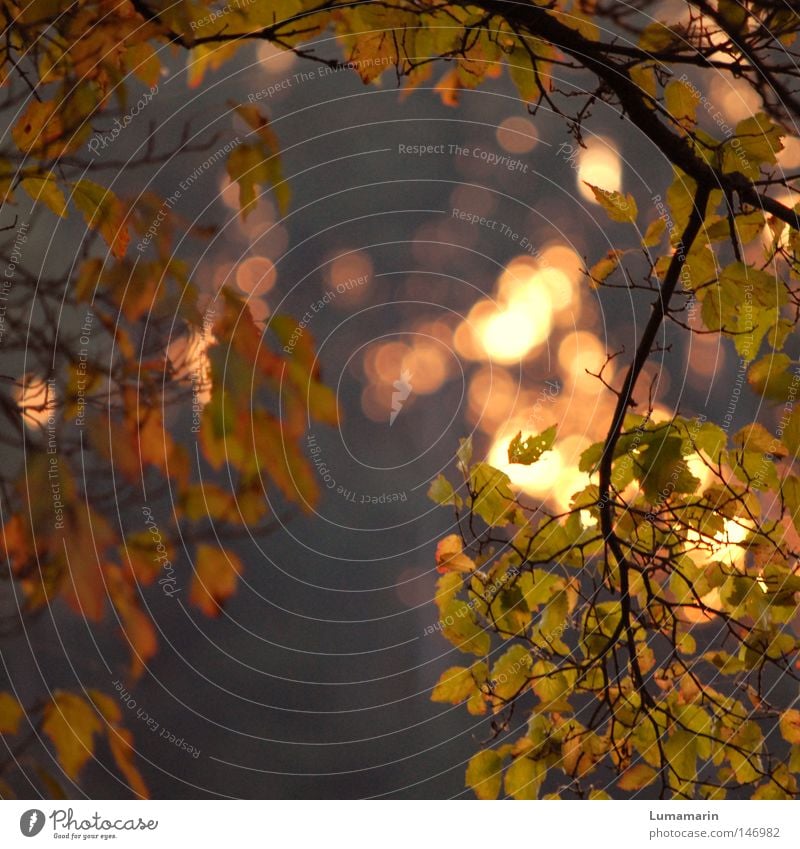 Herbstwärme Baum Zweige u. Äste Blatt welk Sonnenuntergang Licht Abend Abendsonne Beleuchtung Oktober glänzend Physik schön ruhig Frieden Abschied Erinnerung