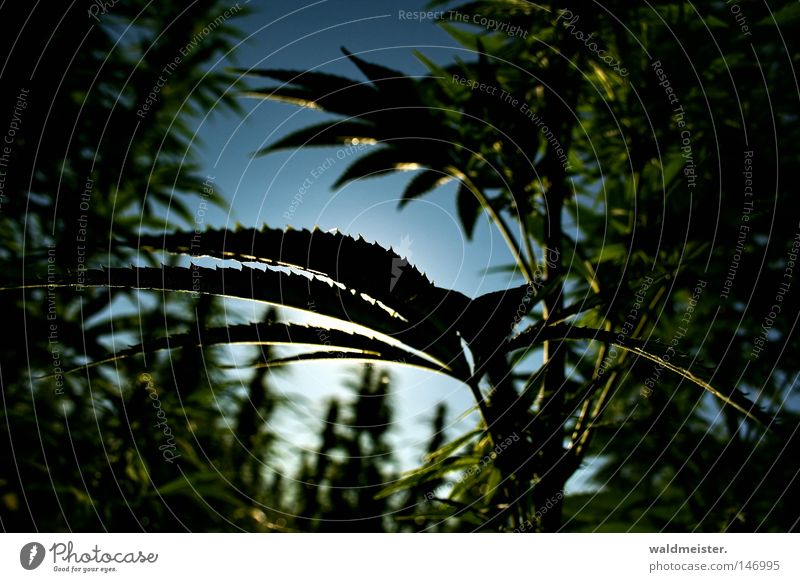 Hanf am Morgen... Industriehanf Blatt Himmel Licht Feld Plantage Rauschmittel ungesetzlich Sucht Cannabis Rauchen Homegrow Drogenpolitik Legalisierung