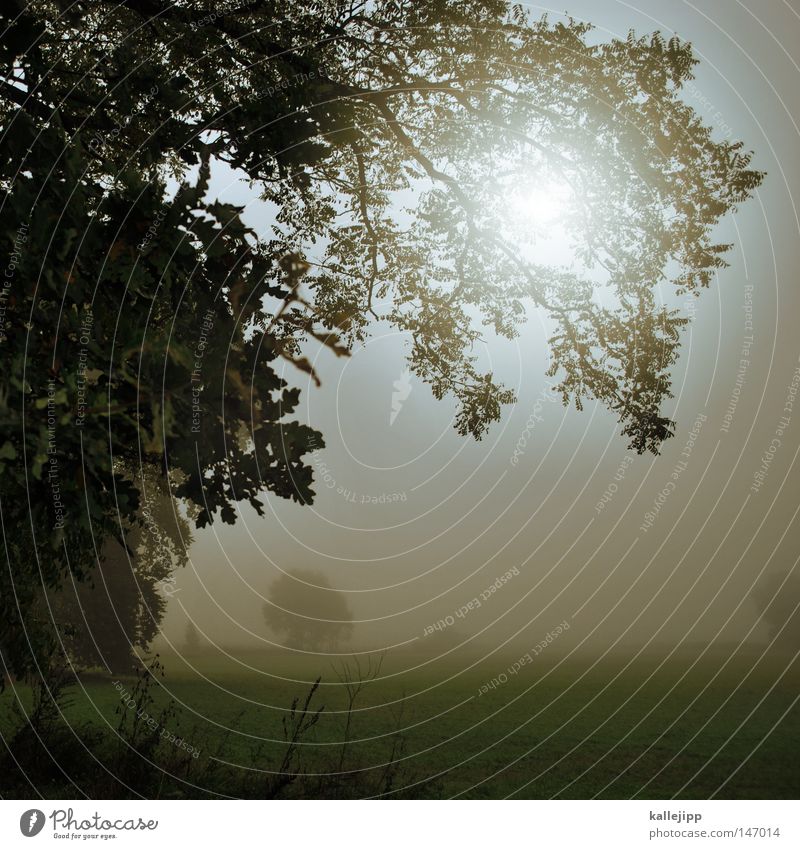 in brandenburg ist wieder jemand gegen einen baum gegurkt Herbst Jahreszeiten Heimat Brandenburg Nebel Morgen Stimmung Licht Morgennebel Blatt Natur