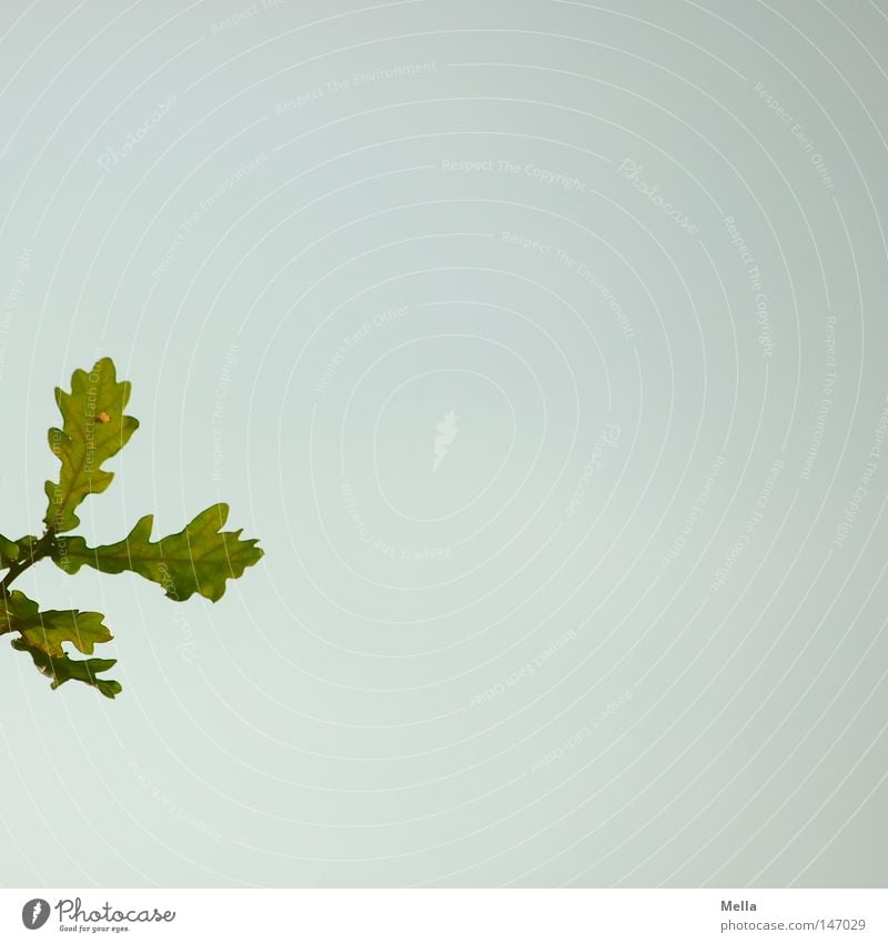 Wo geht's hier zum Herbst? Blatt Eiche Baum grün Sommer minimalistisch Freiraum vorwitzig Ast Zweig Himmel blau um die Ecke Blick am Rande