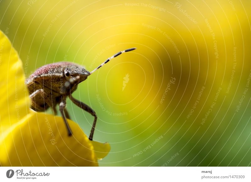 bye bye Wochenende Natur Tier Wildtier Insekt Fühler schildkäfer Wanze 1 beobachten hocken leuchten außergewöhnlich dünn authentisch Ekel gruselig Neugier