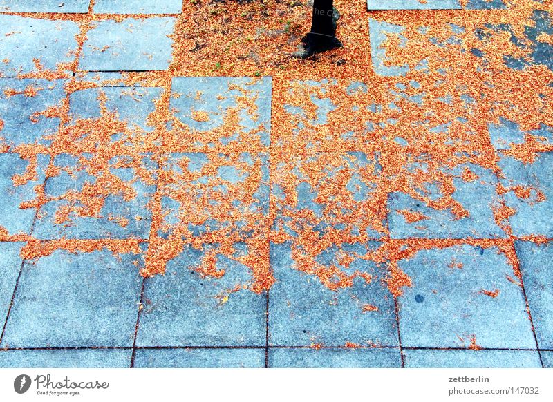 Wie herrrrrlich ists doch im Herbst... Herbstlaub Blatt fallen gold Blattgrün Hof Platz Bürgersteig Fuge Baum Baumstamm Pflanze Vergänglichkeit goldener herbst