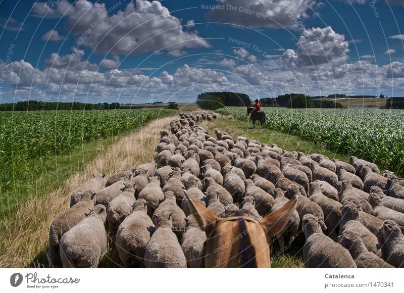 Schafe treiben Reiten Schäfer maskulin Junge Frau Jugendliche Familie & Verwandtschaft 1 Mensch 13-18 Jahre Umwelt Natur Landschaft Pflanze Tier Wolken Sommer