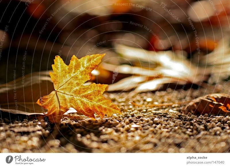 Goldener Oktober Herbst Blatt gold Stimmung Baum braun schön