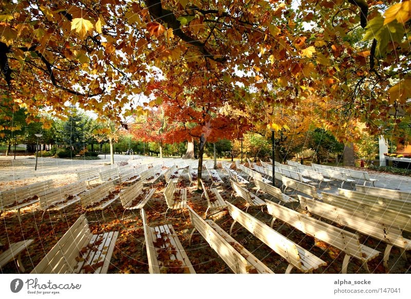 Herbstlich sonnige Tage gold Blatt leer ruhig Oktober Bank Park