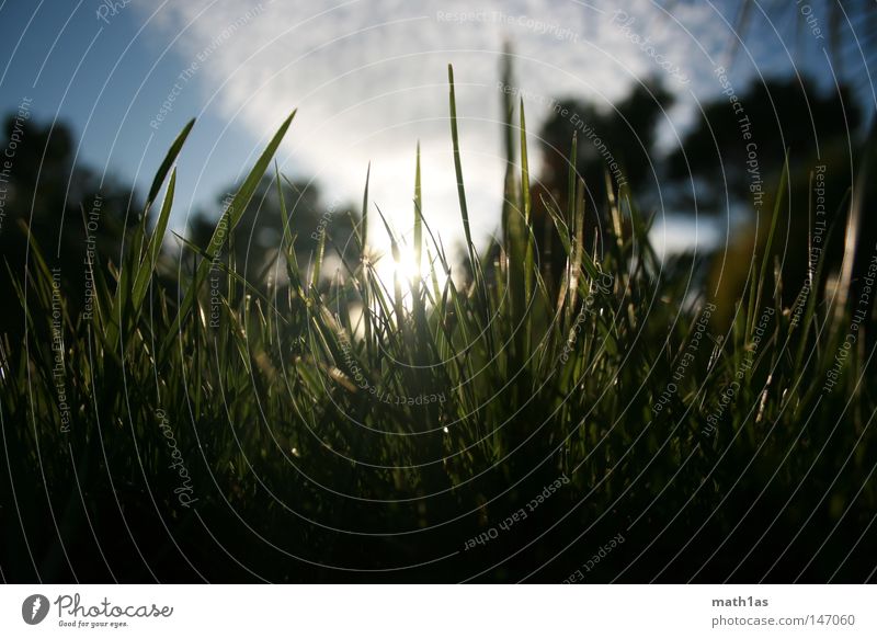 Don't walk on grass smoke it Gras Frankreich Gegenlicht grün schwarz Wolken Licht Sommer Himmel blau frog Sonne wallpaper