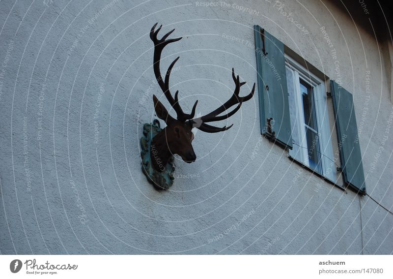 geweih Hirsche Bayern dunkel Horn Fenster geschlossen Wand Fensterladen Blick Außenaufnahme Traurigkeit