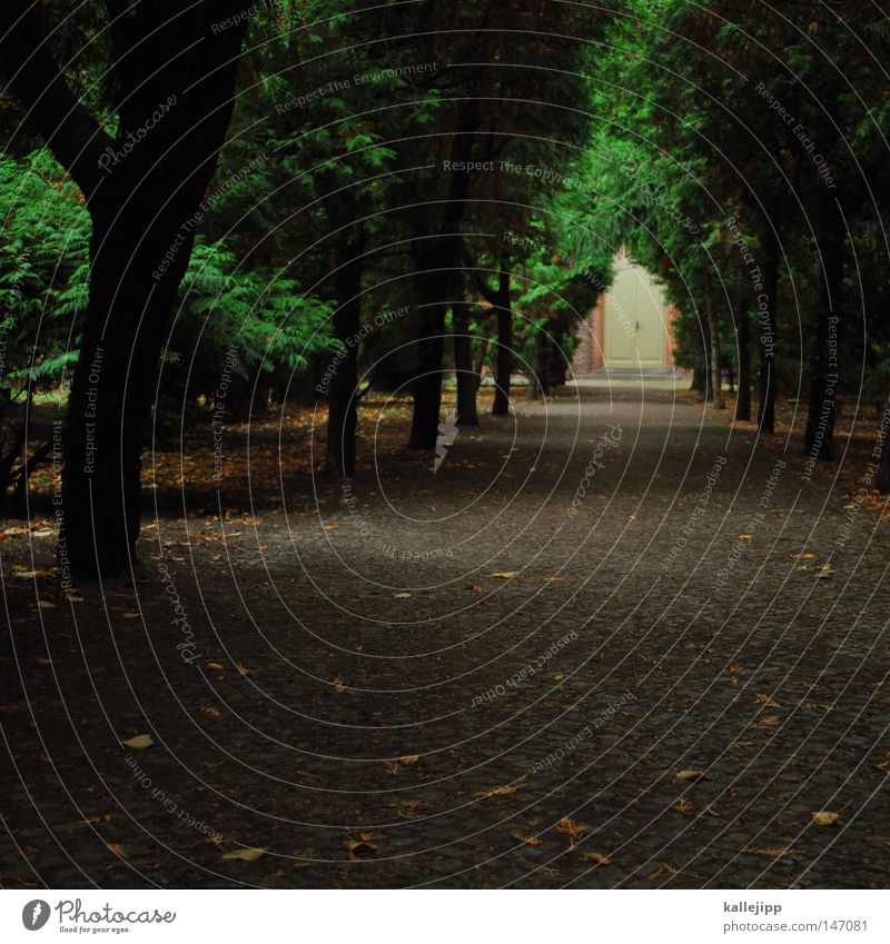 friedhofsweg Grab Aufschrift Friedhof Blatt Herbst Baum Verfall Sensenmann Trauer Beerdigung Leben Relief Erinnerung Tor Eingang Gruft Allee Baumreihe Park