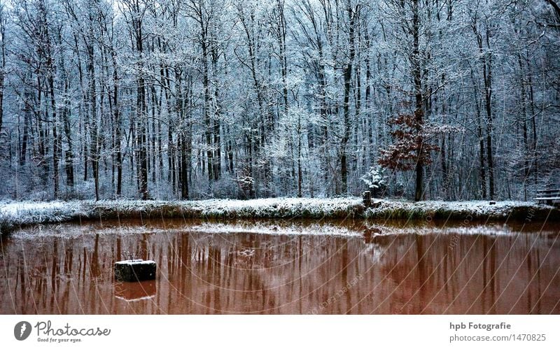 winterlicher Karpfenweiher Natur Landschaft Wasser Winter Wetter Eis Frost Schnee Feld Wald Teich Erholung wandern ästhetisch Coolness kalt braun weiß Stimmung