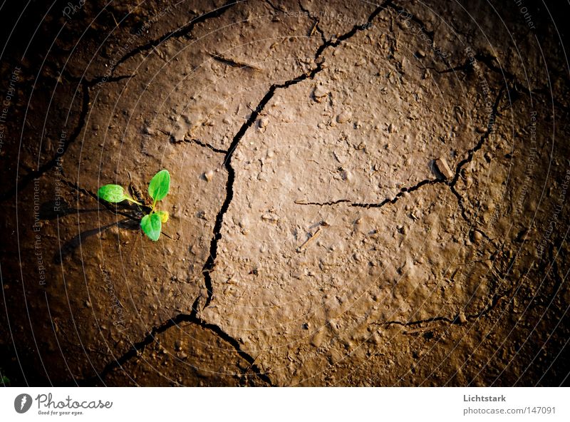 vom leben und sterben Erholung ruhig Ausflug wandern Wirtschaft Landwirtschaft Forstwirtschaft Umwelt Natur Landschaft Pflanze Tier Urelemente Erde Frühling