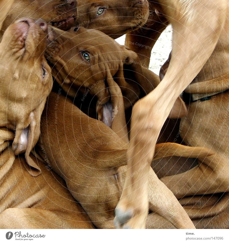 Hundehaufen • Jugendliche Weimaraner Welpen im Gedränge um welche pole position auch immer Spielen Pfote braun Fröhlichkeit Lebensfreude Begeisterung Euphorie