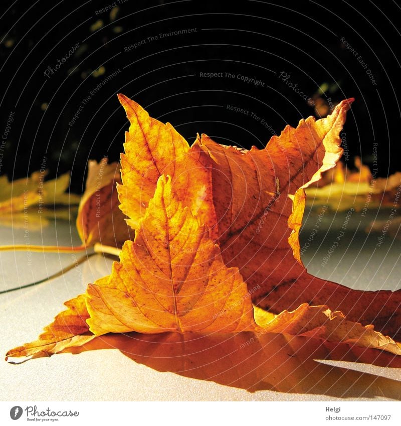 leuchtend gelbe vertrocknete Blätter im Sonnenlicht Herbst Blatt fallen Ahorn Ahornblatt Spitzahorn Spitze färben Farbe Baum liegen braun Herbstfärbung