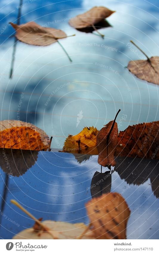 Gelandet im Himmel. frisch Herbst Wolken weiß kalt Blatt braun gelb rot Vergänglichkeit Ausgelassenheit Spiegel Reflexion & Spiegelung Anmut zart zerbrechlich