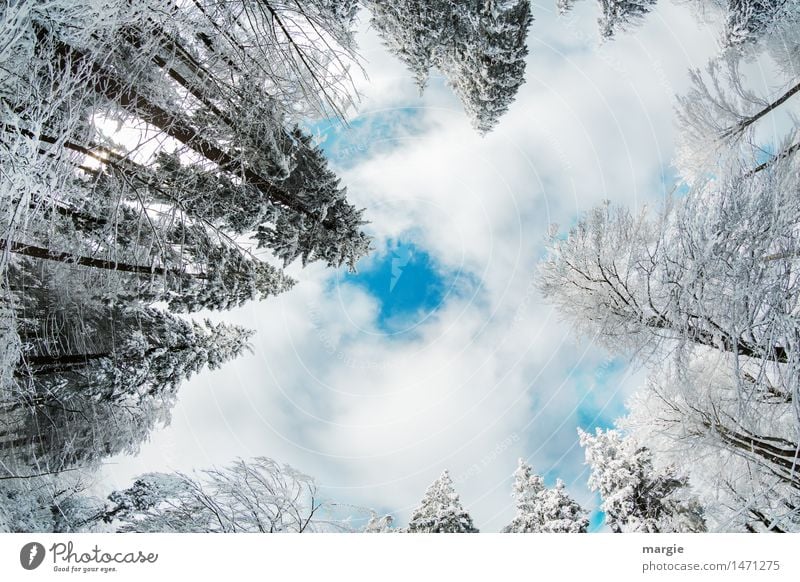 Merry Christmas! Winterliche Tannen ragen in einen Himmel mit Wolken. Genau in der Mitte ist ein blaues Loch Ferien & Urlaub & Reisen Tourismus Ferne Schnee