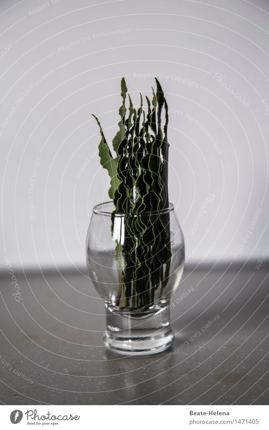 historisch | Lorbeer: vom Siegerkranz zum Suppenkraut Kräuter & Gewürze Ernährung Glas Preisverleihung Medaille Blatt Nutzpflanze Zeichen wählen dehydrieren