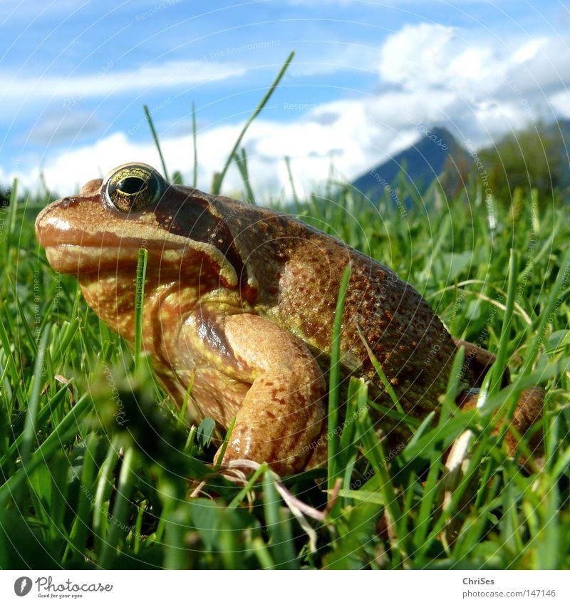 Grasfrosch : Wer hat der hat... Lurch Froschlurche Rana hüpfen springen Blick Fett entdecken braun grün blau Himmel Wiese Alpen Berge u. Gebirge Bergwiese