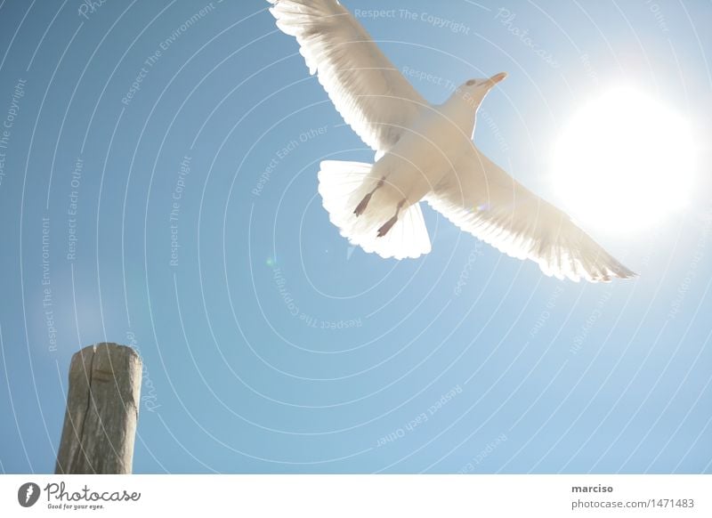 freedom Umwelt Natur Himmel Wolkenloser Himmel Sonne Sonnenlicht Sommer Wetter Schönes Wetter Hafenstadt Tier Vogel Möwe 1 Erfolg frei Gefühle Glück