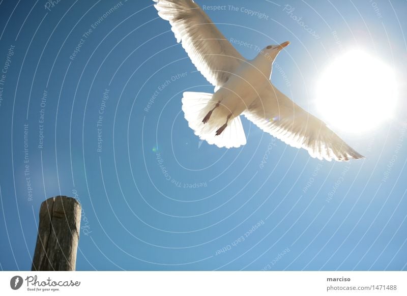 Möwe Umwelt Natur Wolkenloser Himmel Sonne Sonnenlicht Sommer Wetter Schönes Wetter Tier Vogel 1 Erholung fliegen genießen träumen elegant Unendlichkeit positiv