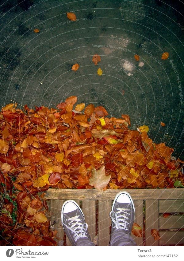 Zweibeinig Straße Asphalt grau blau Teer Spuren Autoreifen Bremsspur Blatt Herbst Wandel & Veränderung Baum rot braun gelb orange Physik Holz Bodenbelag Chucks