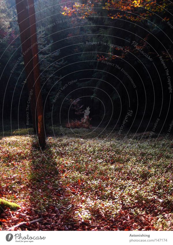 Herbst im Wald Baum Blatt dunkel hell braun grün Boden Baumstamm Gegenteil Geäst Zweige u. Äste Waldboden Licht Schatten Kontrast Menschenleer