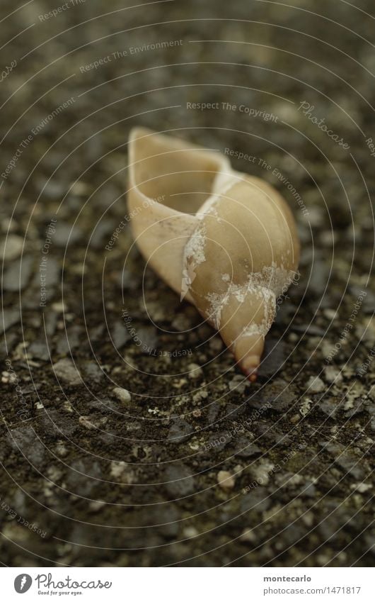 nachmieter gesucht Schnecke Schneckenhaus Stein alt dünn authentisch einfach kalt klein nah natürlich rund Spitze trist trocken grau schwarz Farbfoto mehrfarbig