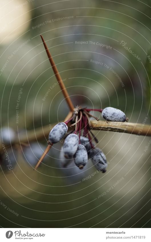 obacht Umwelt Natur Pflanze Sträucher Blüte Grünpflanze Wildpflanze Beerensträucher alt beobachten bedrohlich dünn authentisch einfach frisch kalt klein listig