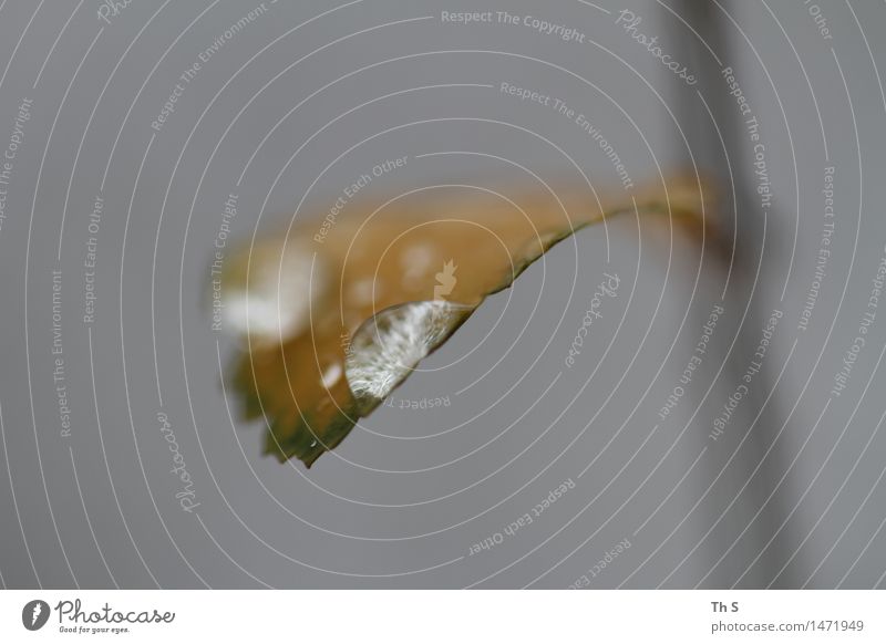 Regen Natur Pflanze Herbst Winter Blatt verblüht ästhetisch authentisch einfach elegant nass natürlich gelb grau grün Gelassenheit geduldig ruhig einzigartig