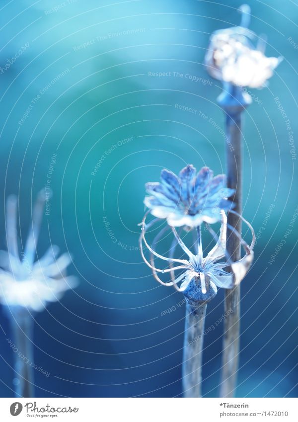 mehr blau 2 Natur Pflanze Herbst Winter Schönes Wetter Blume Blüte ästhetisch frisch natürlich schön welk Farbfoto mehrfarbig Außenaufnahme Nahaufnahme