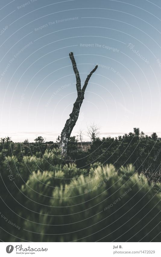 Tote Birke Umwelt Natur Landschaft Luft Wolkenloser Himmel Winter Wetter Pflanze Baum Moos authentisch standhaft Farbfoto Außenaufnahme Abend Dämmerung Licht