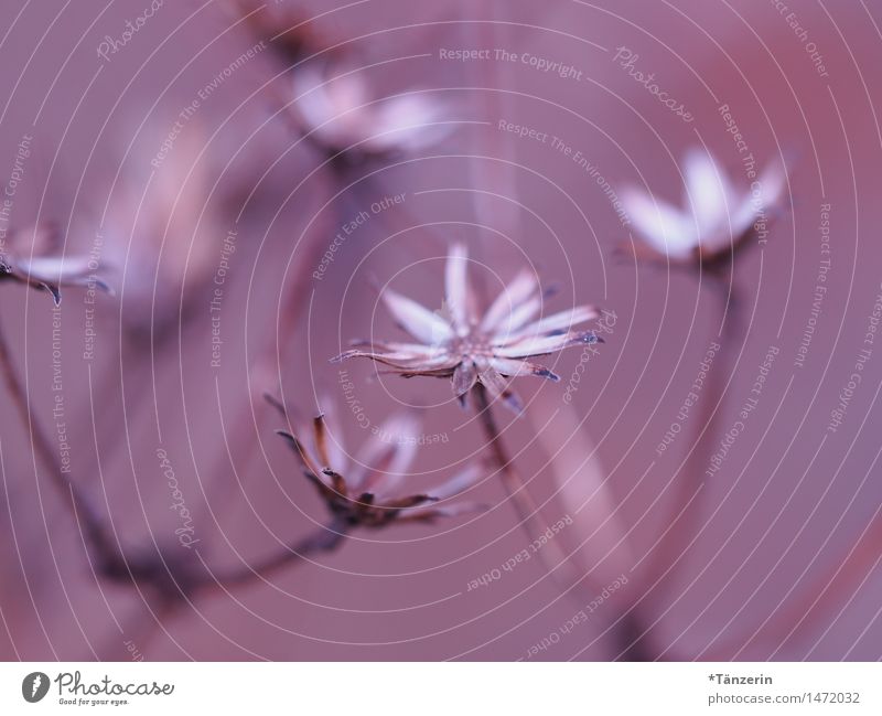 Blümchen Natur Pflanze Schönes Wetter Blume Blüte Garten Park ästhetisch natürlich schön weich rosa zart Farbfoto Gedeckte Farben Außenaufnahme Nahaufnahme